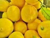 Menu Bright yellow lemons perfectly captured with a single green leaf, conveying freshness and vitality.