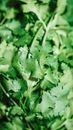 Menu A close-up view of fresh cilantro leaves with a lush green texture and vibrant color.