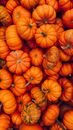 Menu A vibrant collection of orange pumpkins perfect for cozy autumn decor.